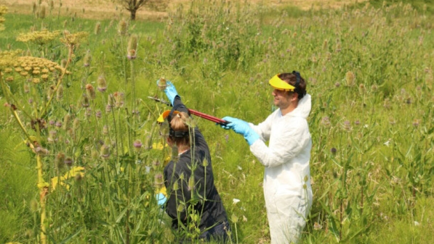 Ne tako običan korov koji treba izbegavati