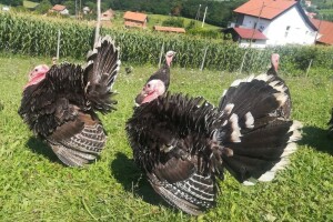 Posjetite 5. Državnu izložbu izvornih pasmina peradi u RH u Bedekovčini