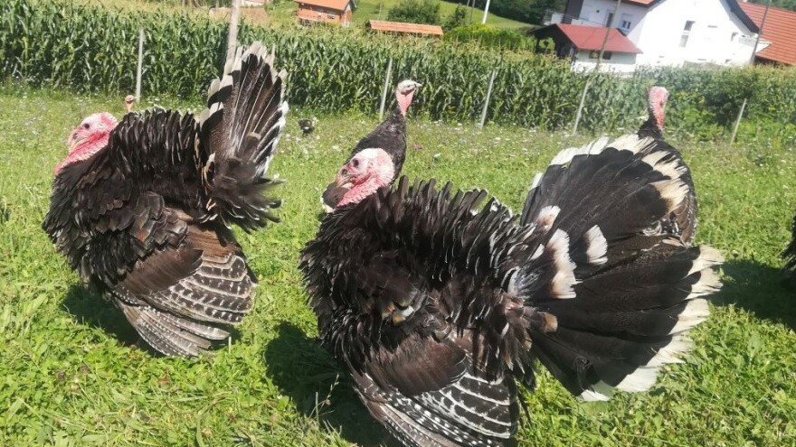 Posjetite 5. Državnu izložbu izvornih pasmina peradi u RH u Bedekovčini