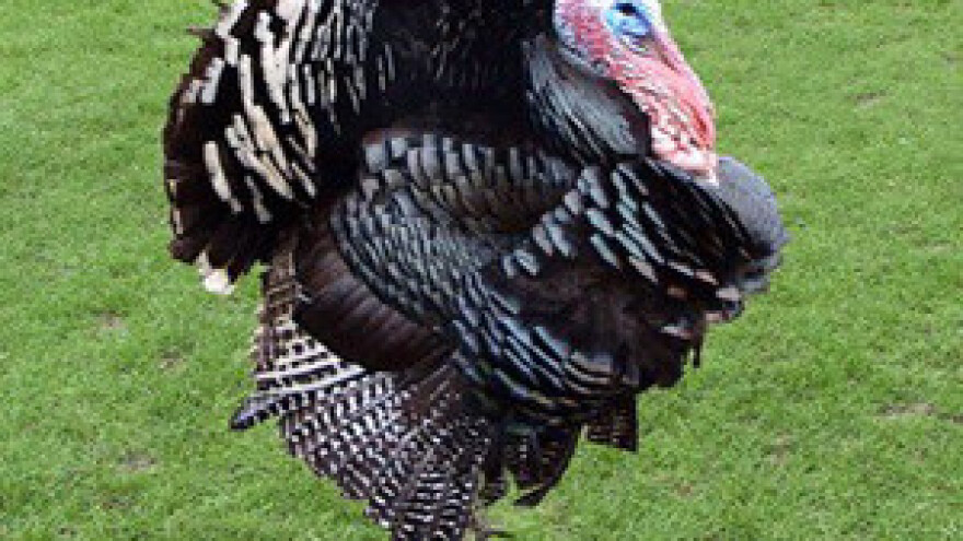 Dani zagorskog purana