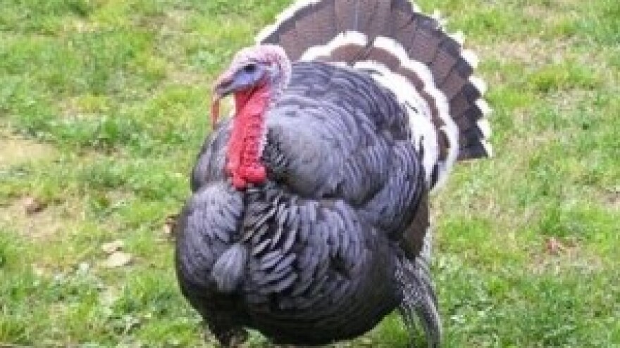 Izložba izvornih pasmina domaćih životinja i kup mladih uzgajivača teladi