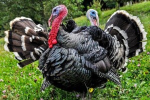 Potporama županije do zagorskih purana!