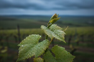 Zagorski vinogradari priželjkuju vikend bez kiše