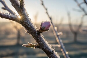 Zahlađenje od sledećeg utorka