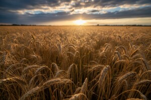 Zahvaljujući kiši biti će i viška pšenice