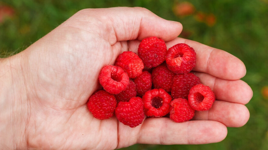 Udruženje Travnička malina okupila 2000 članova