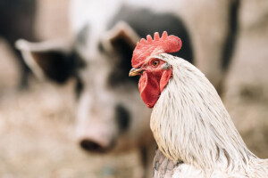 Manje zaklanih goveda i ovaca, a više svinja i peradi