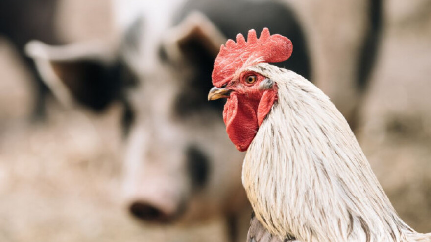 Manje zaklanih goveda i ovaca, a više svinja i peradi