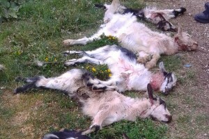 Pojava vukopasa na Mosoru digla na noge lovce i stočare