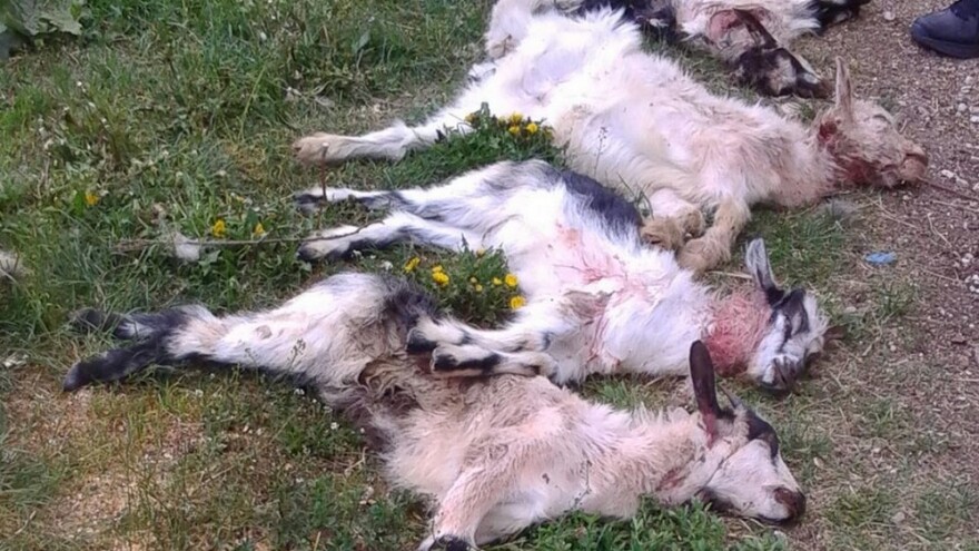 Pojava vukopasa na Mosoru digla na noge lovce i stočare