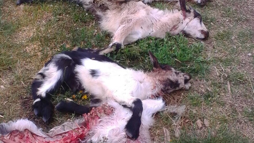 Pojava vukopasa u Dalmatinskoj zagori digla na noge lovce i stočare