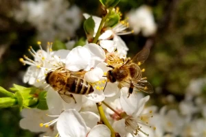 Kojih pet namirnica ne bi postojale bez oprašivača? Kako zaštititi pčele i druge insekte?