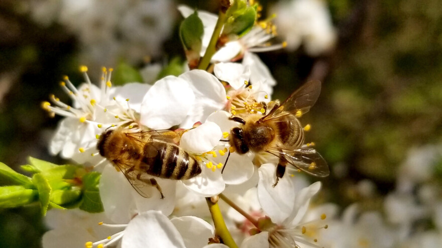 Kojih 5 namirnica ne bi postojale bez oprašivača? Kako zaštititi pčele i druge insekte?