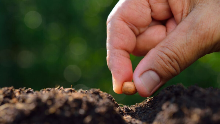 Zakonom definisana autohtona sorta sjemena