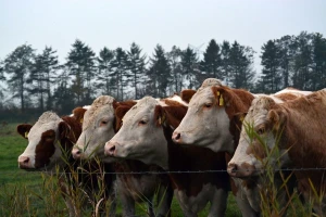 Zabranjuje se korištenje GMO proizvoda?