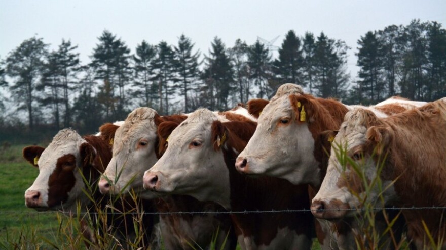 Zabranjuje se korištenje GMO proizvoda?