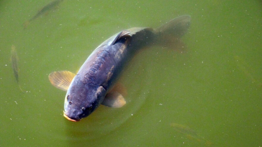 Što donosi Zakon o slatkovodnom ribarstvu?