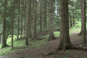 Započele javne rasprave o Nacrtu Zakona o šumama
