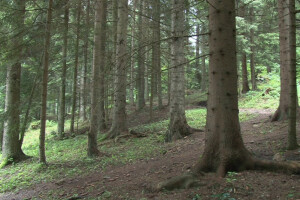 Započele javne rasprave o Nacrtu Zakona o šumama