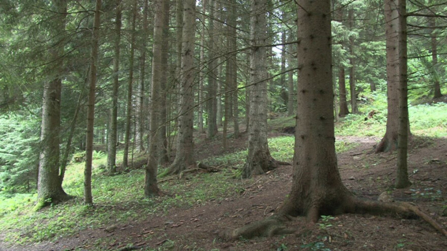 Započele javne rasprave o Nacrtu Zakona o šumama