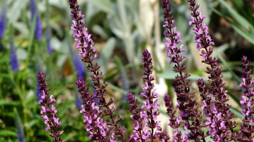 Razmnožavanje žalfije - semenom ili reznicama?