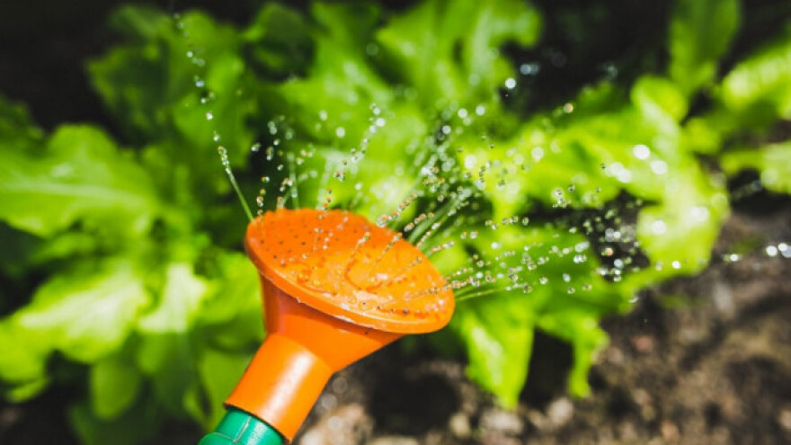 Nepravilnim zalivanjem šokirate povrće