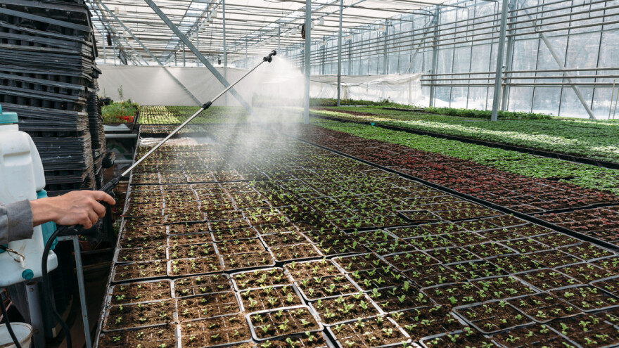 Često zalivanje dovodi do polijeganja rasada