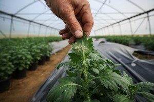 Zamračivanje krizantema i zaštita od bijele hrđe