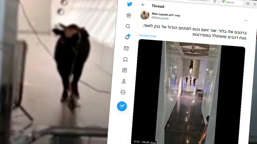 Bik uleteo u banku - zaposleni pokušali da ga uhvate