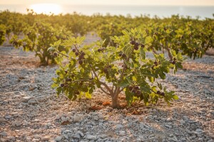 Zanimanje kupaca raste, a s njim i površine pod smokvama
