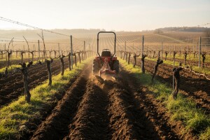 Zaoravanje čokota važna agrotehnička mjera