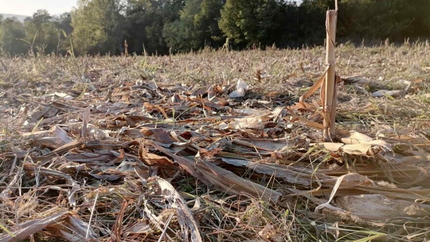 Prašenje strništa: O čemu ovisi i koji se strojevi koriste za zaoravanje?
