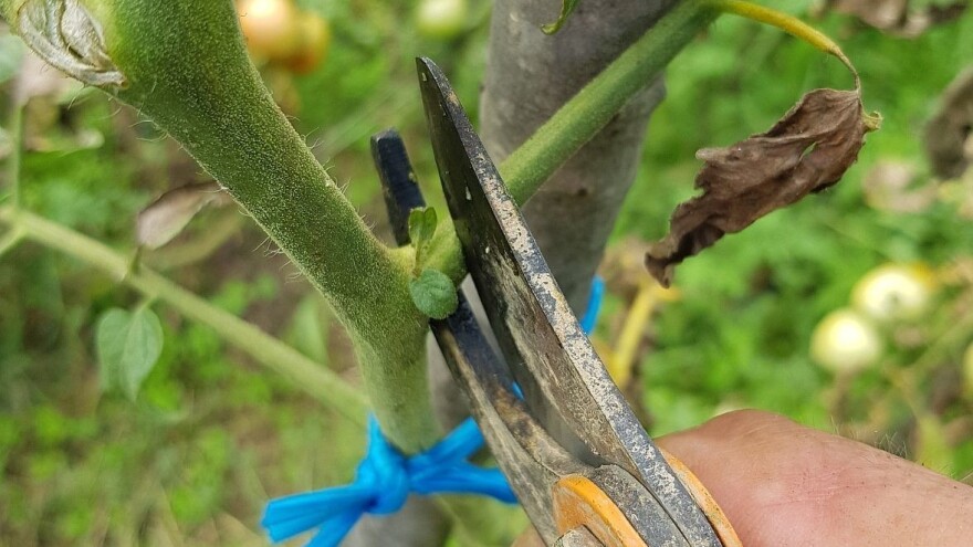 Zaštitite paradajz od plamenjače - ne skidajte mu zaperke!