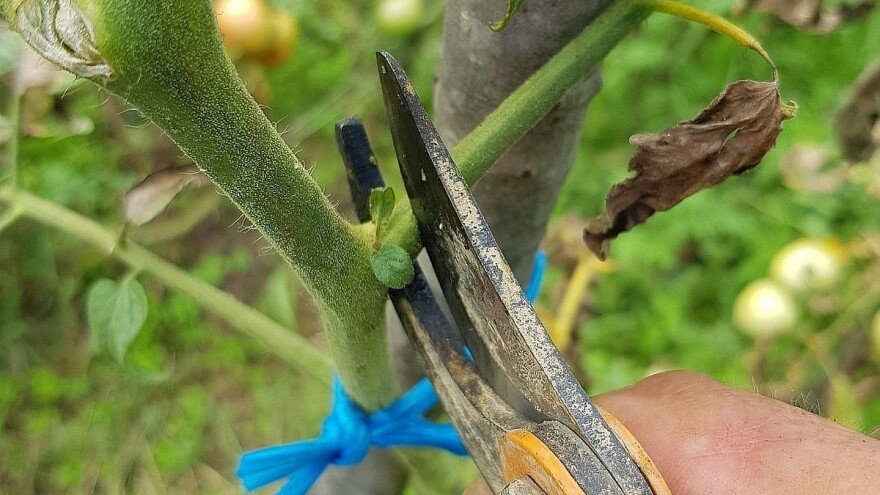 "Phyto-BiH" doprinosi jačanju zaštite usjeva - podržan i od ministarstva poljoprivrede