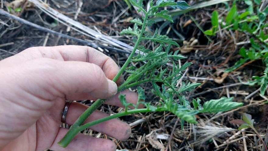 Kako razmnožiti rajčice iz zaperaka?