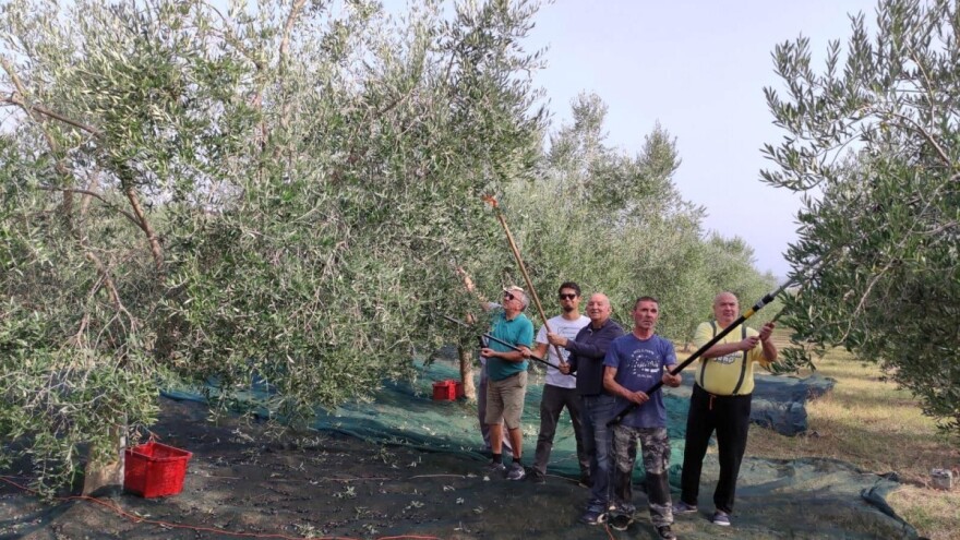 Berba maslina u Zadarskoj županiji: Godina drobnice, bjelice i - polikonične vaze!