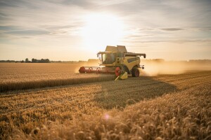 Započela žetva beljskih oranica