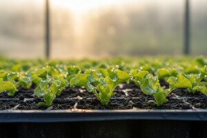 Započnite sezonu bez polijeganja sadnica!