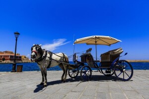 Putuje Istrom na zaprezi s kozom i kokošima!