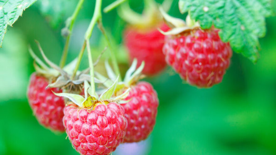 Iako smanjeni prinosi, dobra zarada od malina