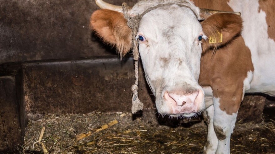 Zarazili se brucelozom preko mlijeka?
