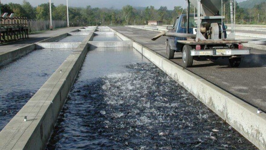 Zaražena pastrva na hrvatskom tržištu