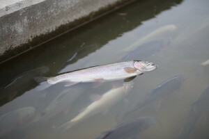 Zaražena pastrva na hrvatskom tržištu