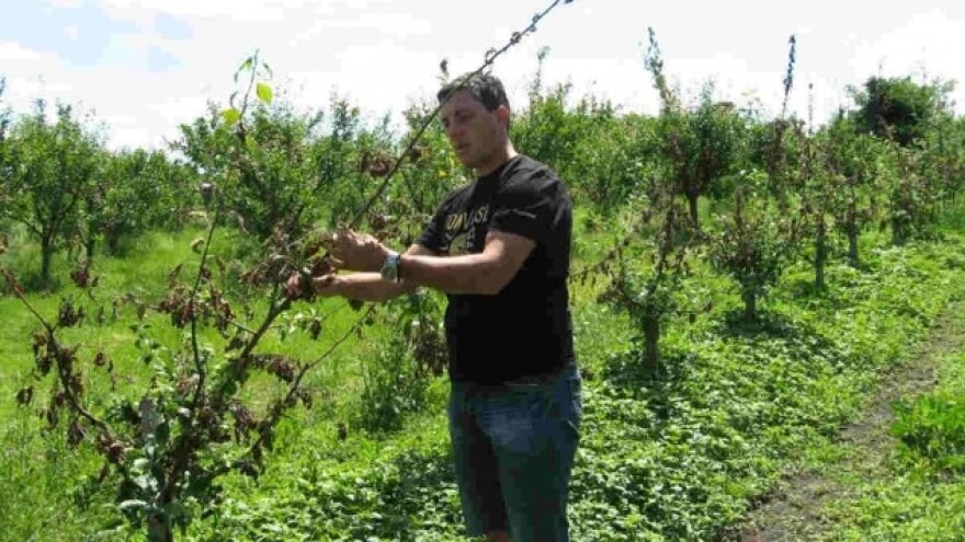 Jabuke napala bolest protiv koje nema leka