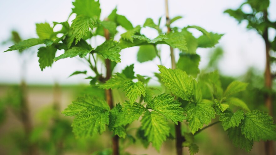 UNDP: Zaražene maline ne predstavljaju opasnost za ljude