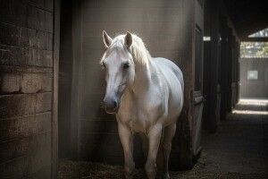 Zarazni arteritis u đakovačkoj ergeli