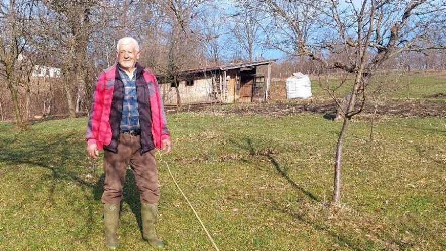 Domaćin u duši – penzioner Žarko u "ministrovom voćnjaku" ubire plodove za rakiju
