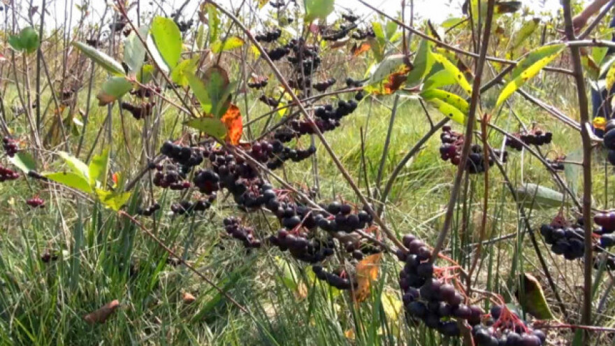 Aronija donosi dobru zaradu