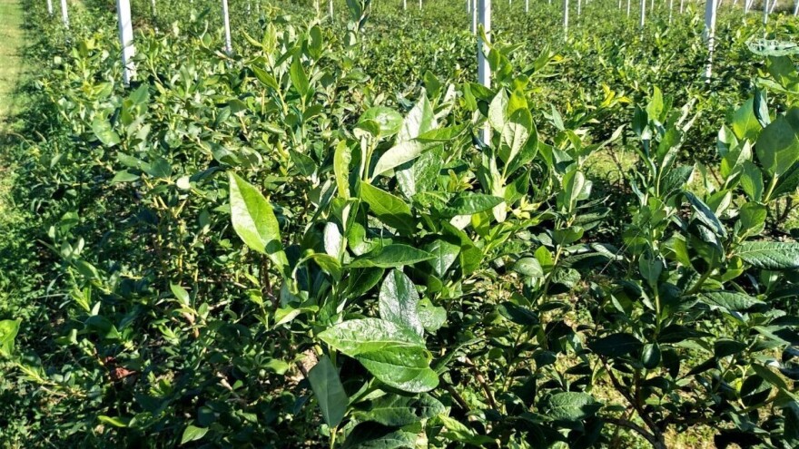 Šta je sve potrebno za uspješan uzgoj borovnice?