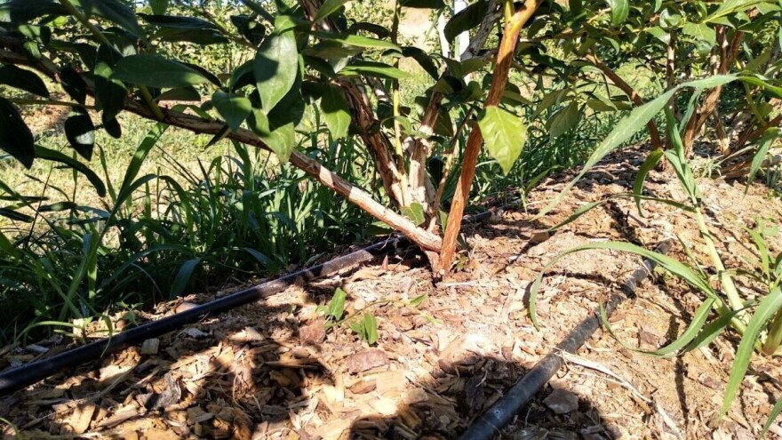 Gnojidba borovnice - važno je izbjegavati nitratni oblik dušika